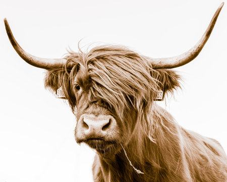 portrait of a highland cow