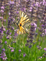 Flowering of the lavender flower