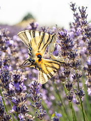 Flowering of the lavender flower