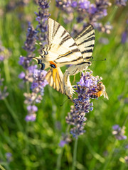 Flowering of the lavender flower
