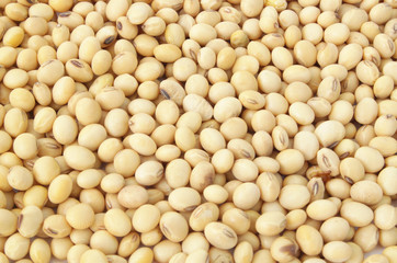 Soy beans background