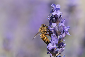Honey bee sucking nectar from purple lavender flowers in the right side of the frame with blurred background