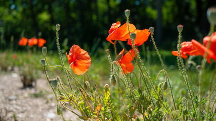 Mohn