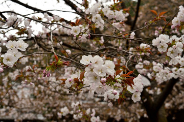 Fototapeta premium 山桜