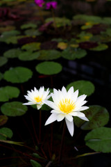 熱帯スイレン(神代植物公園大温室)