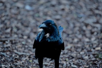 crow