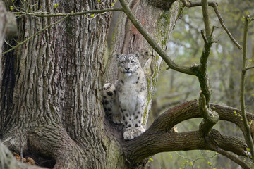 Panthère des neiges assise dans un arbre