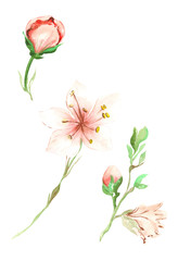Obraz premium Illustration of watercolor painting of pink peach fruit flowers with green leaves on a branch on an isolated white background