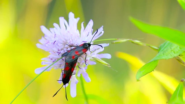 Pair of 5 spot burnet moths mating on field scabious flower. Macro locked off