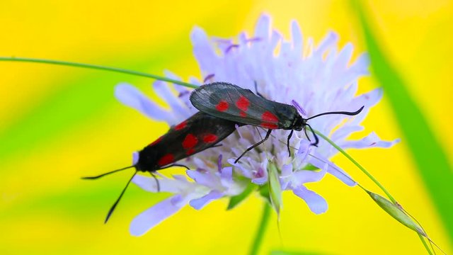 Pair of 5 spot burnet moths mating on field scabious flower. Macro locked off