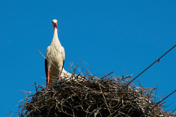 Stork in nest on blue sky background