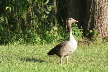 Gęś Gęgawa ,dzika gęś  © LBanacki