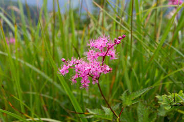 シモツケソウ／白馬五竜高山植物園／長野県白馬村