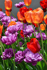 Field of colorful tulip flowers