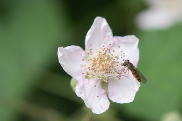 Hoverfly Eating Pollen From White Flower.