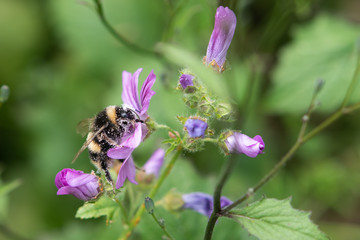 Bumble Bee Covered In Pollen.