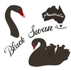 Black swan bird vector image isolated on white background. Black swan in full growth and head realistic design. Fauna Australia. Red-listed bird.  Black swan with a red beak. Cygnus