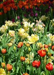 Field of colorful tulip flowers