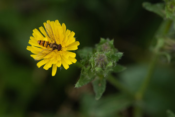 Hoverfly On Yellow Plant.