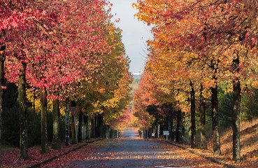 モミジバフウ紅葉