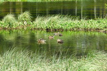 View of a family of ducks in the Oles pond.