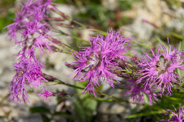 タカネナデシコ／白馬五竜高山植物園／長野県白馬村