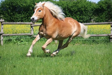 beautiful haflinger horse is runing on the paddock