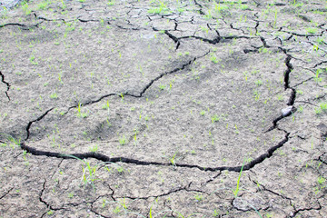 plant and parched land