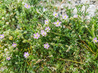 Rock sea spurrey or sandspurry