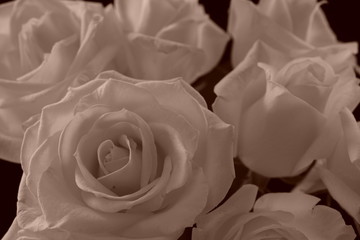 白い　バラ　薔薇　花束　黒バック　黒背景　セピア