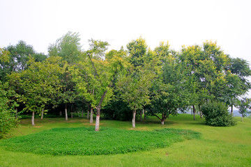 Fototapeta na wymiar lawn and trees