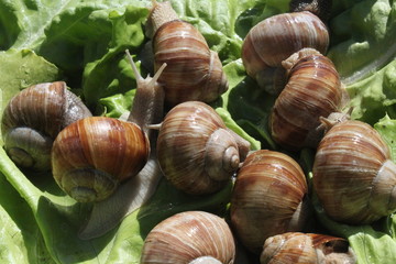 Weinbergschnecken im Salat