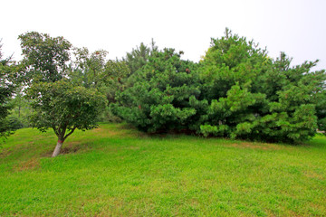 lawn and trees