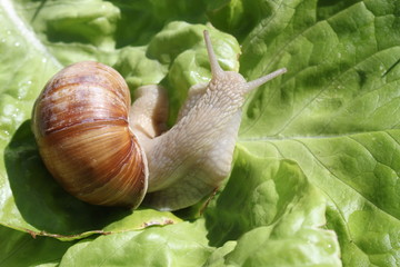 Weinbergschnecke im Salat
