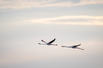 Flying Flamingos
