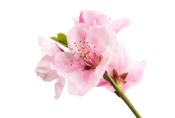 Fototapeta na wymiar sakura flowers isolated