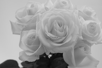 白い　バラ　薔薇　花束　白バック　白背景　白黒　モノクロ