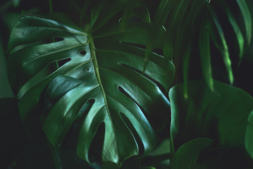 Dark green leaves of monstera (split-leaf philodendron) tropical foliage plant growing in wild....
