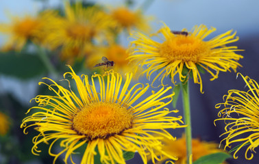  Schwebfliege auf Telekia Speciosa
