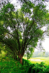 big willow in a park