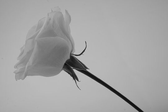 フルフレーム Stock Photos And Royalty Free Images Vectors And Illustrations Adobe Stock