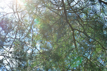 Green pine branches in the sunlight on a bright summer day