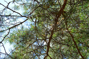 Green pine branches in the sunlight on a bright summer day