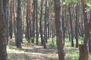 Blistering summer day. Pine trunks on a sunny day in the forest