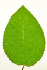 Obraz premium バラ 薔薇 ばら 葉 接写 白バック 白背景 葉脈 縦 構図