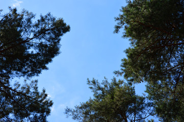  Crowns of trees on a blue sky in a park in summer