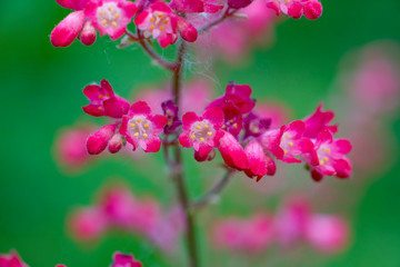 Inflorescence Heuchera bright pink on a green background. Macro. Selective focus.
