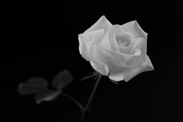 Fototapeta na wymiar 白い　バラ　薔薇　ばら　一輪　黒バック　黒背景　マクロ　接写　白黒　モノクロ