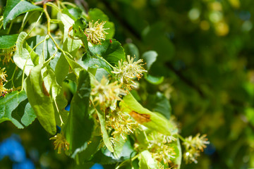 linden blossom inflorescence on the background of green leaves close-up