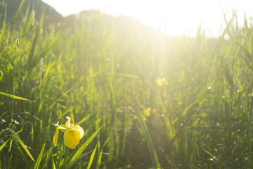 Wasserlilien am See, Sommerabend © Sabine